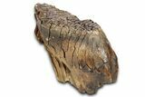 Fossil Woolly Mammoth Lower M Molar - Siberia #337196-5